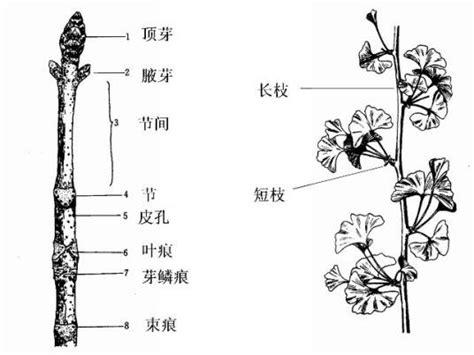 根的種類|根（植物的六大器官之一）